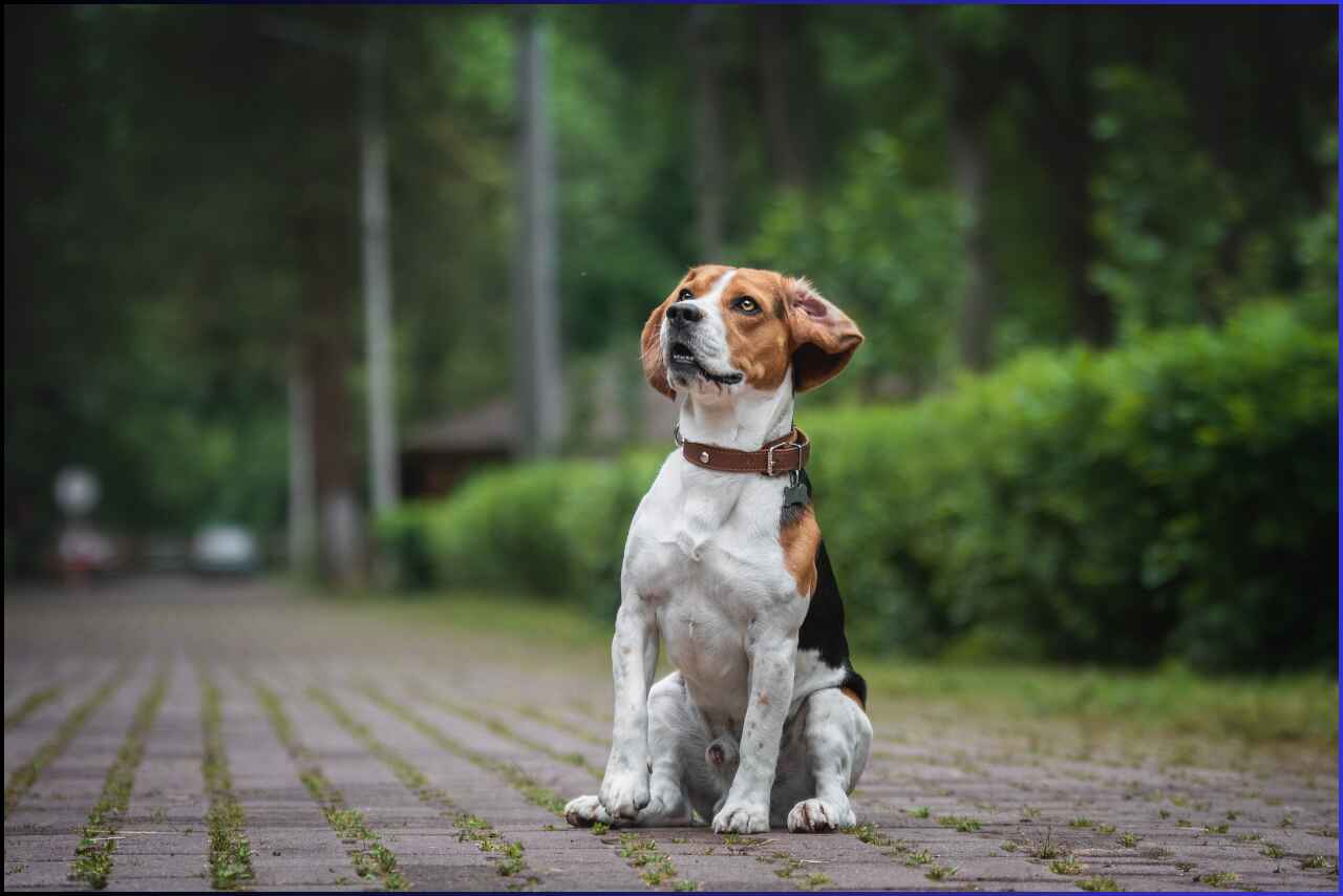 Alert dog standing on a paved road, looking curious.